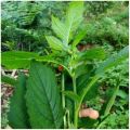 Daun Sintrong Segar baru dipetik neto 500Gram. 