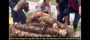 5kg bạc hà núi bao chât lượng hàng tuyển