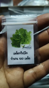 100 เมล็ด กรีนโอ๊ค เมล็ดกรีนโอ๊ค เมล็ดผักสลัด ผักสลัด