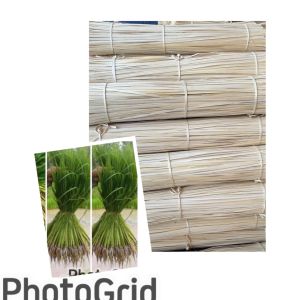 ตอกไม้ไผ่ตอกมัดข้าวต้มร้อยพวงหมูมัดหอมกระเทียมยาว30-35-40-50-60cm#มัดข้วมัดกล้า1โล150฿ตอกเส้นขาวสวย