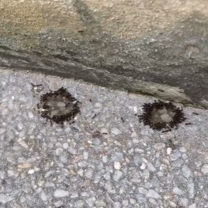 เจลกำจัดมด antiant ขนาด 50 กรัม (2 หลอด)