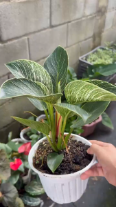 Cây Kiểng Lá Trầu Bà Đế Vương Kim Cương - Cây Cảnh Đẹp Sang Trọng Dễ Trồng Trang Trí Nhà Cửa Ban Công Sân Vườn