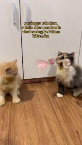 ROYAL CARE OBAT CACING TETES MENGOBATI MENYEMBUHKAN KUCING CACINGAN Obat Cair Untuk Hewan Perawatan Kucing Sehat - Lazada