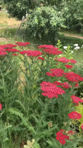 Benih YARROW RED - Biji Bunga