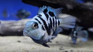🔥CKH Aquatic🔥Panda Parrot熊猫鹦鹉