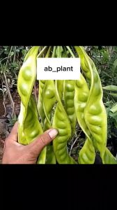 Bibit pete kualitas unggul