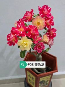 Adenium Obesum Bonsai ID 908 变色龙 富贵花