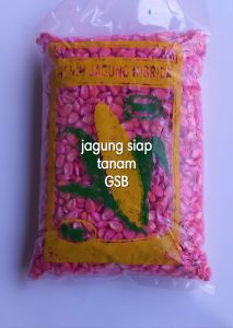 Benih jagung lokal unggul pilihan 1 kg