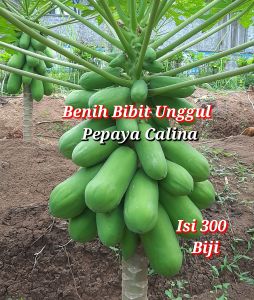 Benih unggul pepaya calina isi 300 biji