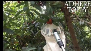 Metal Fruit Picker Fabric Pengait Buah Stainless Steel Fruits Picker Gardening Tools Outdoor Kait Buah Fruit Catchers