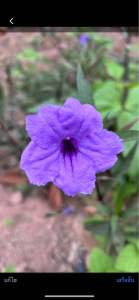 ฟ้าประทานพร ต้อยติ่งฝรั่ง กิ่งพันธุ์ 5 กิ่ง