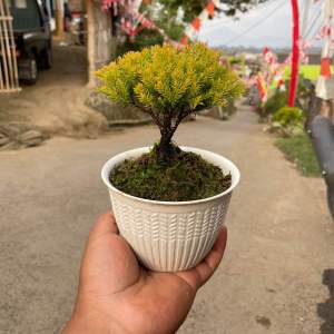 Bonsai mini cemara emas gratis pot putih dan lumut