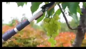 มัลติฟังก์ชั่น 3-in-1 กรรไกรตัดห กรรไกรตัดหนีบ กรรไกรตัดหนีบผลไม้ด้ามยาว (กรรไกรยาว 4 เมตร) เมื่อสไลด์เก็บ ยาว 2.4 เมตร แถมฟรี