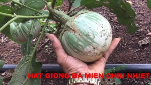 [Khuyến mãi] Hạt giống cà dĩa tròn túi zip gói 10 hạt