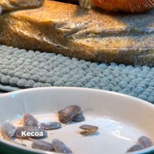 KECOA DUBIA (ISI 50+BONUS) SIZE 3CM