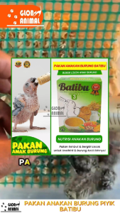 PAKAN ANAKAN BURUNG PIYIK BATIBU bubur loloh hand feeding anaklovebird