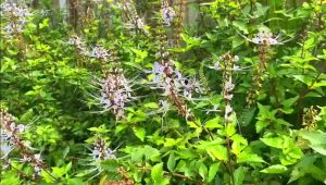 【现货Spot】*KKM马来西亚卫生部认证* 9星猫须茶 （60小包） 猫须茶 猫须草 化石草 肾茶 9 Star Tea Misai Kucing Tea (60 Bags)