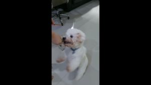 Kanomnonghma สแน็คโฮมเมด ชิกสติ๊ก ชิคสติ๊ก ไก่แท่งอบแห้งขบเคี้ยวสําหรับสุนัข ของว่างสุนัข ของว่างขบเคี้ยวน้องหมา ขนมสุนัข