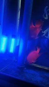 Ranpo 1200LM 5M LED Submersible Fishing Light Deep Drop Underwater Fish Lure Bait Finder Lamp Squid Attracting 12-24V White/Green/Blue