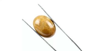 Natural Batu Akik Fosil Teratai Kembang Ujung Tanjung