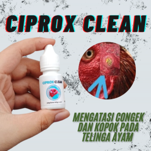 CIPROX CLEAN - mengatasi congek kopok pada telinga ayam