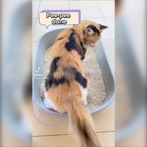 Cat Litter Scoop Metal Large Deep Shovel Toilet Cleaning Tool Stainless Steel Pet Supplies Kucing Pasir Skup Besi