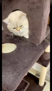 Pet Hair Remover Brush Fluff Carpet Cleaner Blanket Bed Sheet Shaver Manual Defluffer Pet Hair Roller Cat Dog Hair Remover