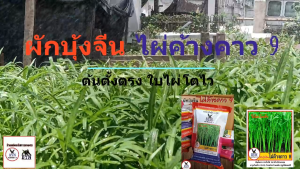 เมล็ดพันธุ์   ผักบุ้งจีน ไผ่ค้างคาว 9