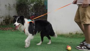 MOMOVIDA DL-S-M-L-XL สายจูงสุนัขสำหรับสัตว์เลี้ยง สายรัดอกสุนัข สวมใส่สบาย เล่นกลางแจ้ง ผ้าระบายอากาศได้ดี หลายขนาด