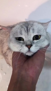 A Comprehensive Guide to Pet Shower Brush & Shampoo Dispenser for Dogs & Cats