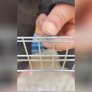 300pcs Clip u/ Tang / Buckle / Clamp / Bisa Digunakan Untuk Kandang