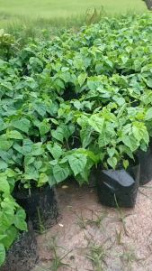 ขจรหรือสลิด เพาะเมล็ด แพ๊ค3ต้น150บาท