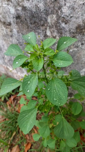 Daun Anting Anting Segar 500 gram / Obat Herbal Daun Anting Anting Segar 250 gram