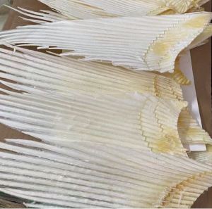 50GR Sụn vây cá nguyên miếng chất lượng dùng để hầm súp ngâm rượu hỗ trợ bồi bổ hoặc làm quà biếu tặng (size 6-18cm)