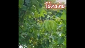 COD ถุงห่อผลไม้ 100ชิ้น ขนาด 20x30 ซม สามารถนำกลับมาใช้ได้อีก กันแมลง ถุงตาข่ายไนล่อน ห่อฝรั่ง น้อยหน่า ชมพู่ มะม่วง มะปราง อะโวคาโด