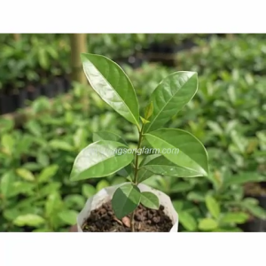 Buy 1 Take 1 Well-Rooted Live Duhat Seedlings