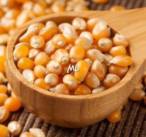 jual jagung popcron mentah 500 gram