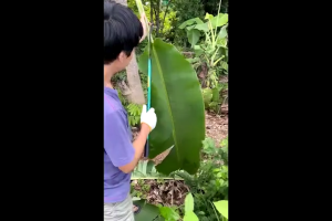 Osens-มีดหวดหญ้า เคียวเหล็กแมงกานีส เคียว เหล็ก แมงกานีส ญี่ปุ่น เคียวเหล็ ลับคมกริบ น้ำหนักเบาสบาย