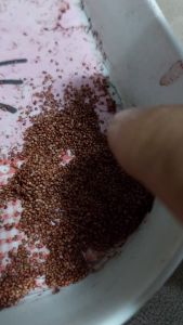 STRAWBERRY SEEDS HEAT TOLERANCE