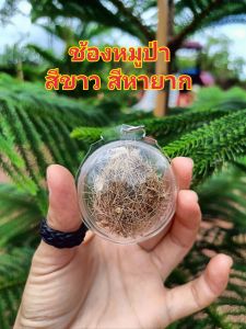 ช้องหมูป่า สีขาว สีหายาก ป้องกันเภทภัย ภยันตรายต่างๆ และคุณไสย์มนต์ดำ ได้ดีมากๆ