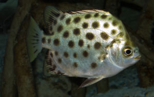 Green Spotted Scat/Ornamental fish/Freshwater/Readystock