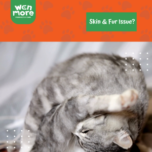 WAN MORE Salmon & Krill Oil For Cat and Dog Improve Skin and Reduce Hair Fall