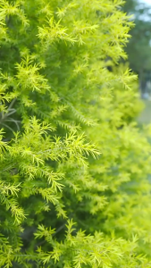 Thảm dã ngoại đa năng