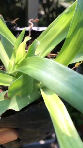 Cỏ bao tử hay còn gọi là linh chi thảo cỏ dạ dày HAPPY_STORE