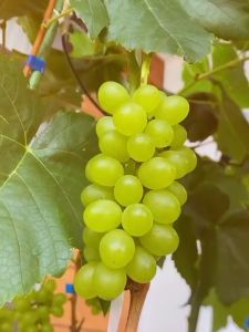 Bibit Anggur Thompson Seedless Import  hasil stek Super Genjah