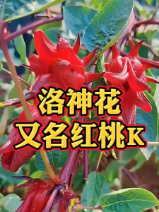 Benih Bunga RoselleRibena Roselle Flower Seeds (15 Seeds)