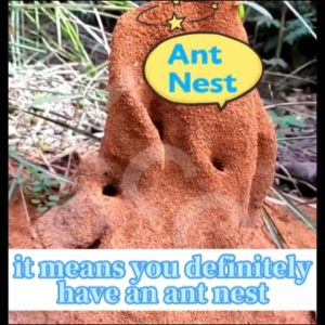 Ant killer Ant repellent for home Anti ants killer Original ant bait with effective results Ant bait