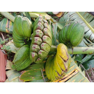 Cây giống chuối bàn tay phật