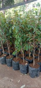 COD Bibit Durian - Bebas Pilih Jenis Bibit Durian 1 Meter UP / bibit durian musangking 1 meter up buah nya super jumbo - Bibit Durian Bawor Okulasi 1 Meter Bibit Durian Montong Tinggi 1 Meter Batang Besar Siap berbuah