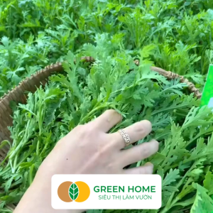Hạt Giống Rau Tần Ô Greenhome Gói 20g~3500 hạt Cải Cúc Dễ Trồng Thu Hoạch Nhanh R02